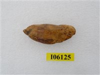 藏品(肉食類犬齒)的圖片